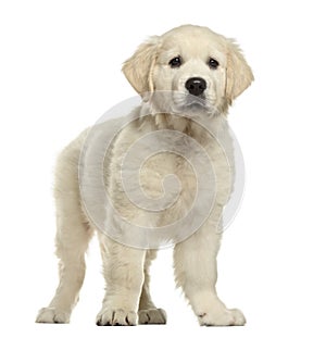 Golden retriever puppy standing, isolated