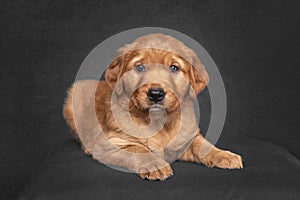 Golden Retriever Puppy in a studio portrait with black fine art background