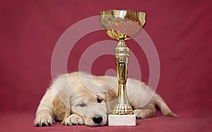 Golden retriever puppy tiredly lies next to the award cup