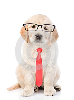 Golden retriever puppy wearing glasses and a red tie. isolated on white background