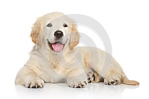 Golden Retriever puppy on white background