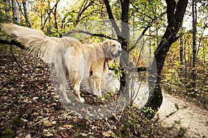 Golden retriever purebred dog in the woods