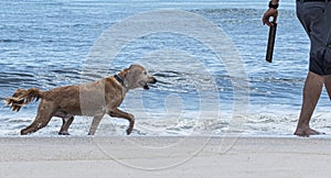 Golden retriever is ready to play fetch on a beach