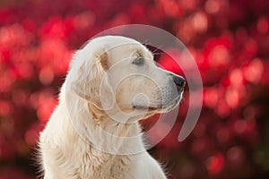 Golden Retriever with Red Bokeh Background