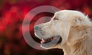 Golden Retriever with Red Bokeh Background