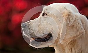 Golden Retriever with Red Bokeh Background