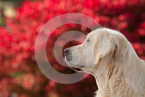Golden Retriever with Red Bokeh Background