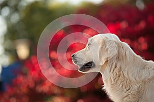 Golden Retriever with Red Bokeh Background