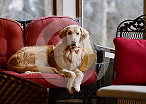 Golden Retriever on Red Sofa