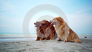 Golden Retriever relaxing on the beach. Dog lifestyle and recreation on summer holiday