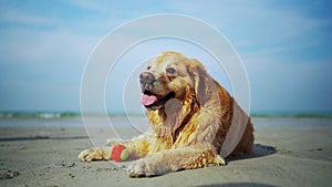 Golden Retriever relaxing on the beach. Dog lifestyle and recreation on summer holiday