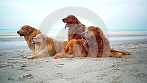 Golden Retriever relaxing on the beach. Dog lifestyle and recreation on summer holiday