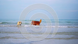 Golden Retriever relaxing on the beach. Dog lifestyle and recreation on summer holiday