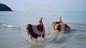 Golden Retriever relaxing on the beach. Dog lifestyle and recreation on summer holiday