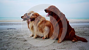 Golden Retriever relaxing on the beach. Dog lifestyle and recreation on summer holiday