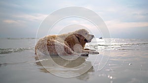 Golden Retriever relaxing on the beach. Dog lifestyle and recreation on summer holiday