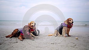 Golden Retriever relaxing on the beach. Dog lifestyle and recreation on summer holiday