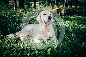 Golden retriever rest in the grass