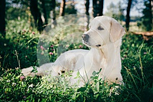 Golden retriever rest in the grass