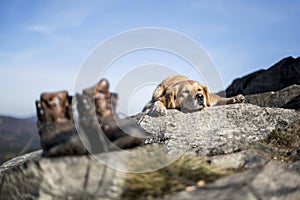 The golden retriever rest in the rock