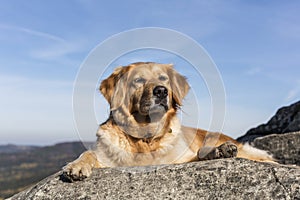 The golden retriever rest in the rock