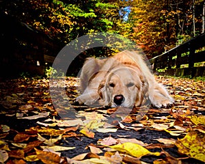 Golden Retriever resting in Fall