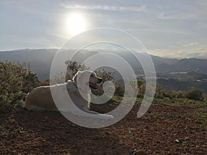 Golden retriever rests under the sun