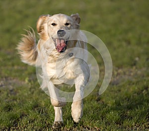 Golden Retriever Running