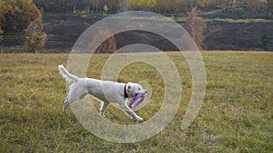 Golden retriever running on field with puller