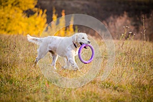 Golden retriever running on field with puller