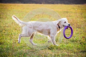 Golden retriever running on field with puller