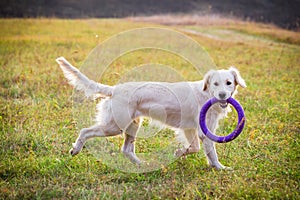 Golden retriever running on field with puller