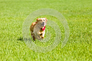 Perro perdiguero de oro correr sobre el césped 