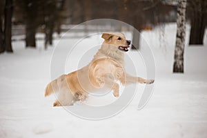 Golden retriever running on the snow.