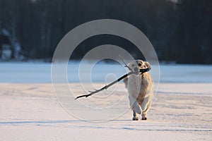 Golden Retriever is running with stick in mouth. Winter.