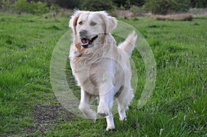 Golden Retriever running towards camera