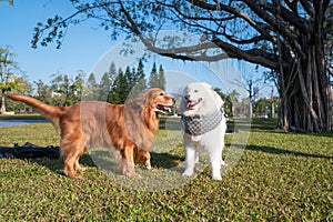 Golden Retriever and Samoyed playing on grass