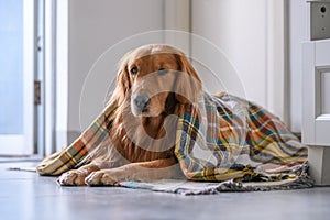 Golden retriever in scarf