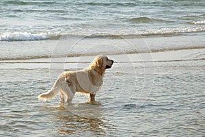 Golden retriever in the sea