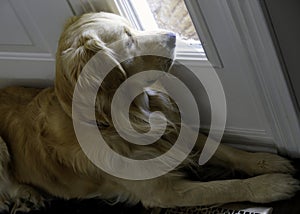 Golden Retriever - Separation Anxiety photo