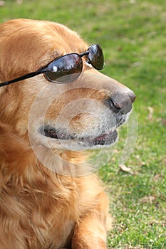 Golden Retriever with Shades