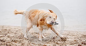 Golden Retriever Shakes Off Water On Lake Shore