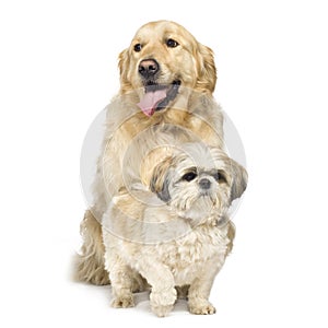 Golden Retriever and Shih Tzu