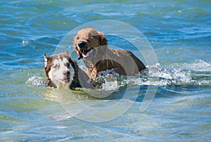 Golden retriever and Siberian puppies on the shore beach photo