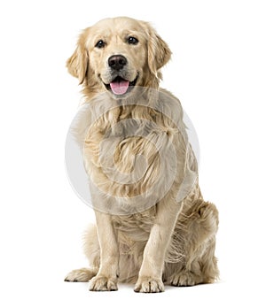 Golden Retriever sitting