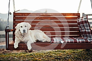 Golden Retriever sitting on banch