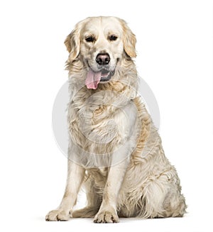 Golden Retriever sitting in front of white background