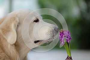 Golden retriever smelling hyacinth flower
