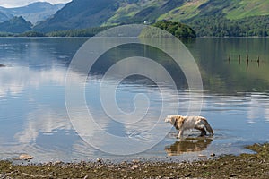 Golden Retriever Splashing around in Derwentwater at Keswick in the Lake District, England.