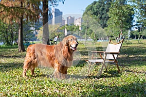 Golden retriever standing on the grass in the park basking in the sun